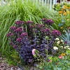 Rozchodnik 'Oriental Dancer' – Sedum, Hylotelephium w ogrodzie